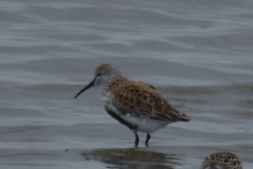 Dunlin - ML619883280