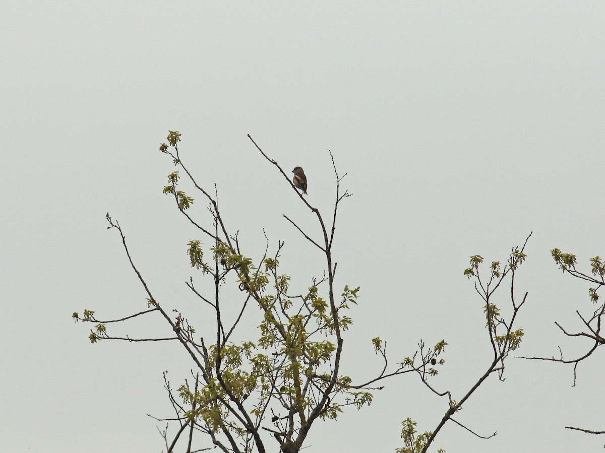 Hawfinch - ML619883281