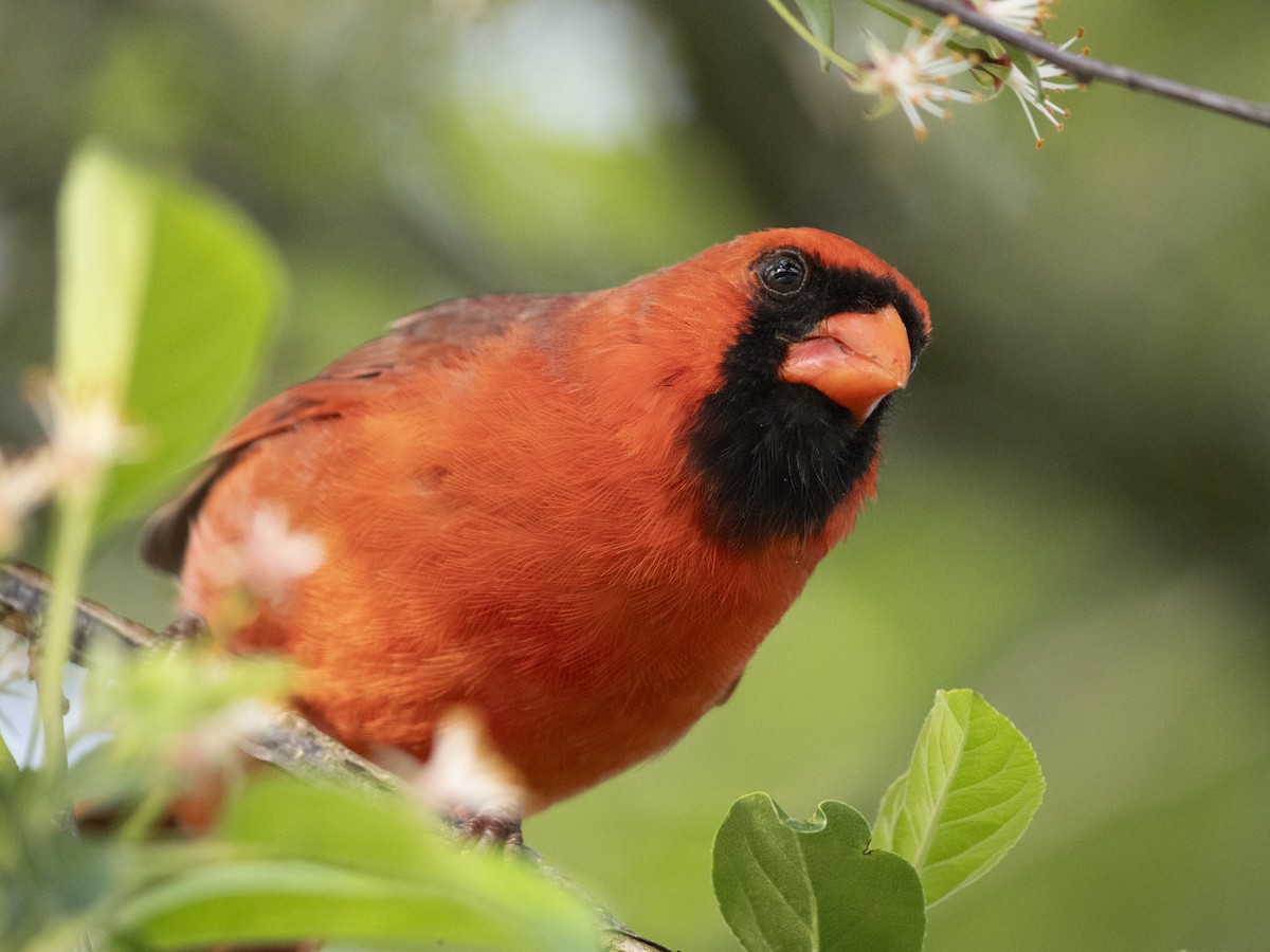 Northern Cardinal - ML619883282