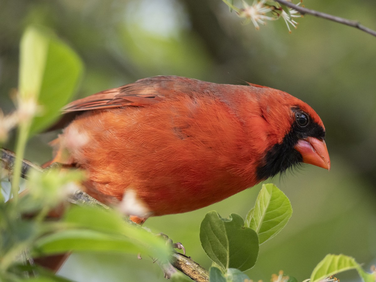 Northern Cardinal - ML619883283