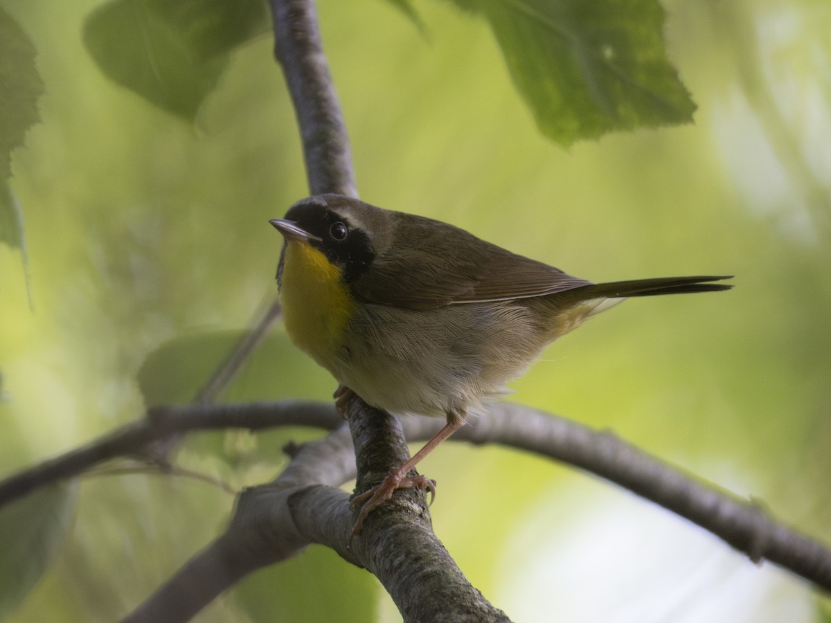 Common Yellowthroat - ML619883290