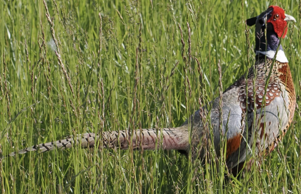 Ring-necked Pheasant - ML619883308