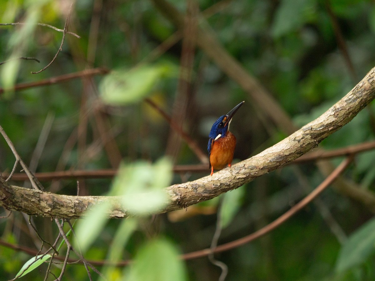 Blue-eared Kingfisher - ML619883314