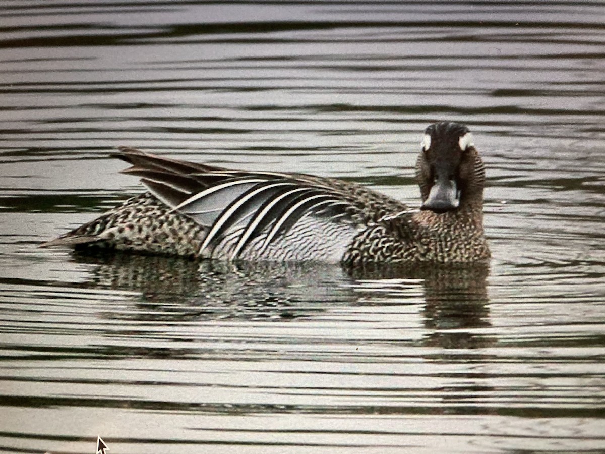 Garganey - ML619883323