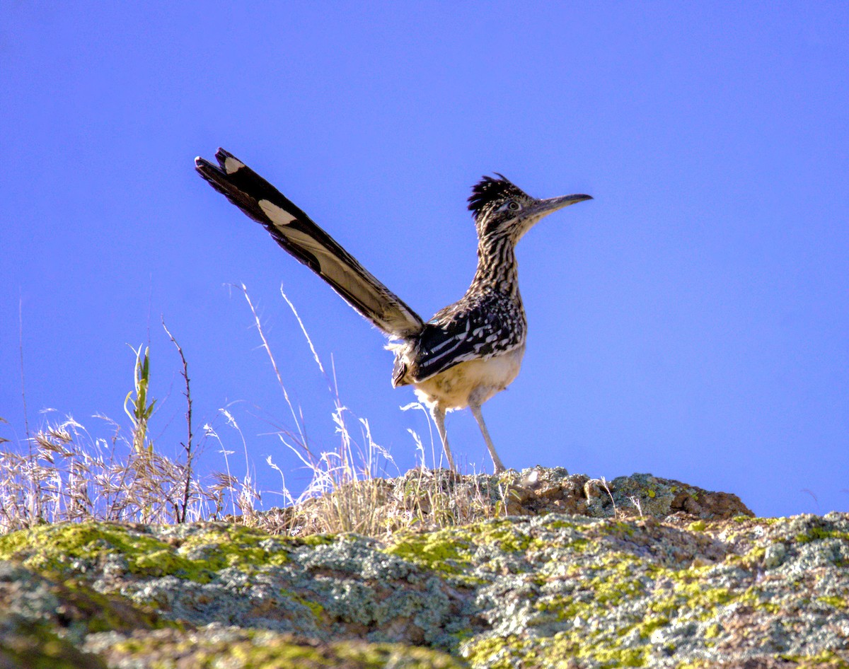 Greater Roadrunner - ML619883331