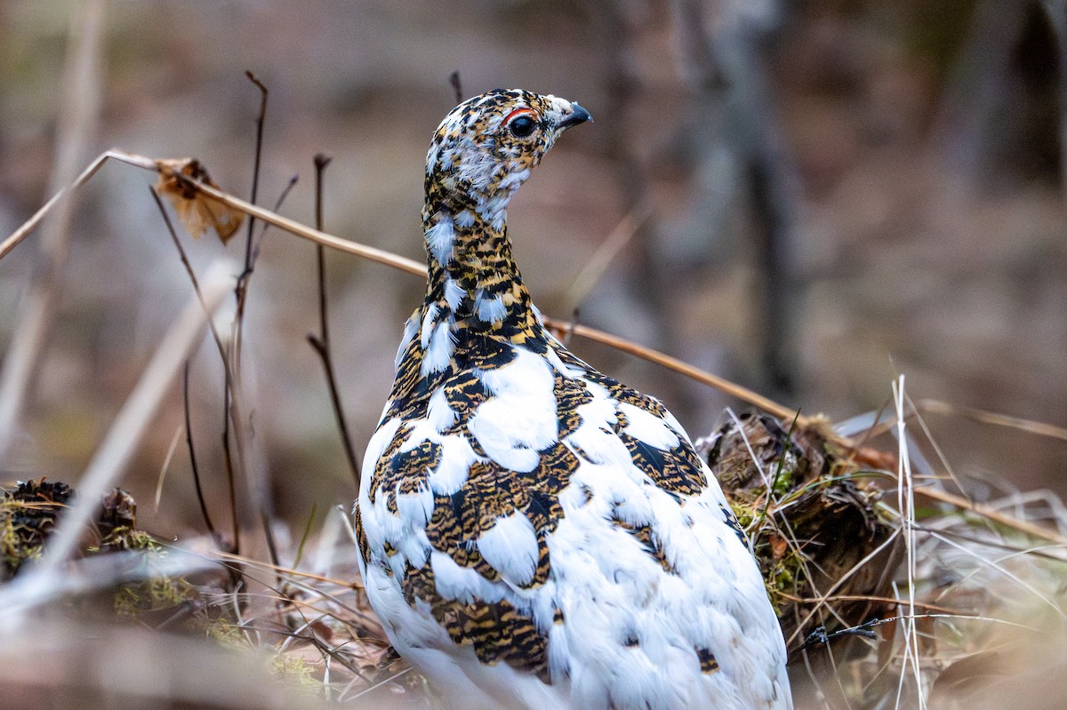 Rock Ptarmigan - ML619883333