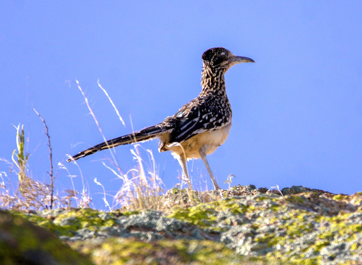 Greater Roadrunner - ML619883338