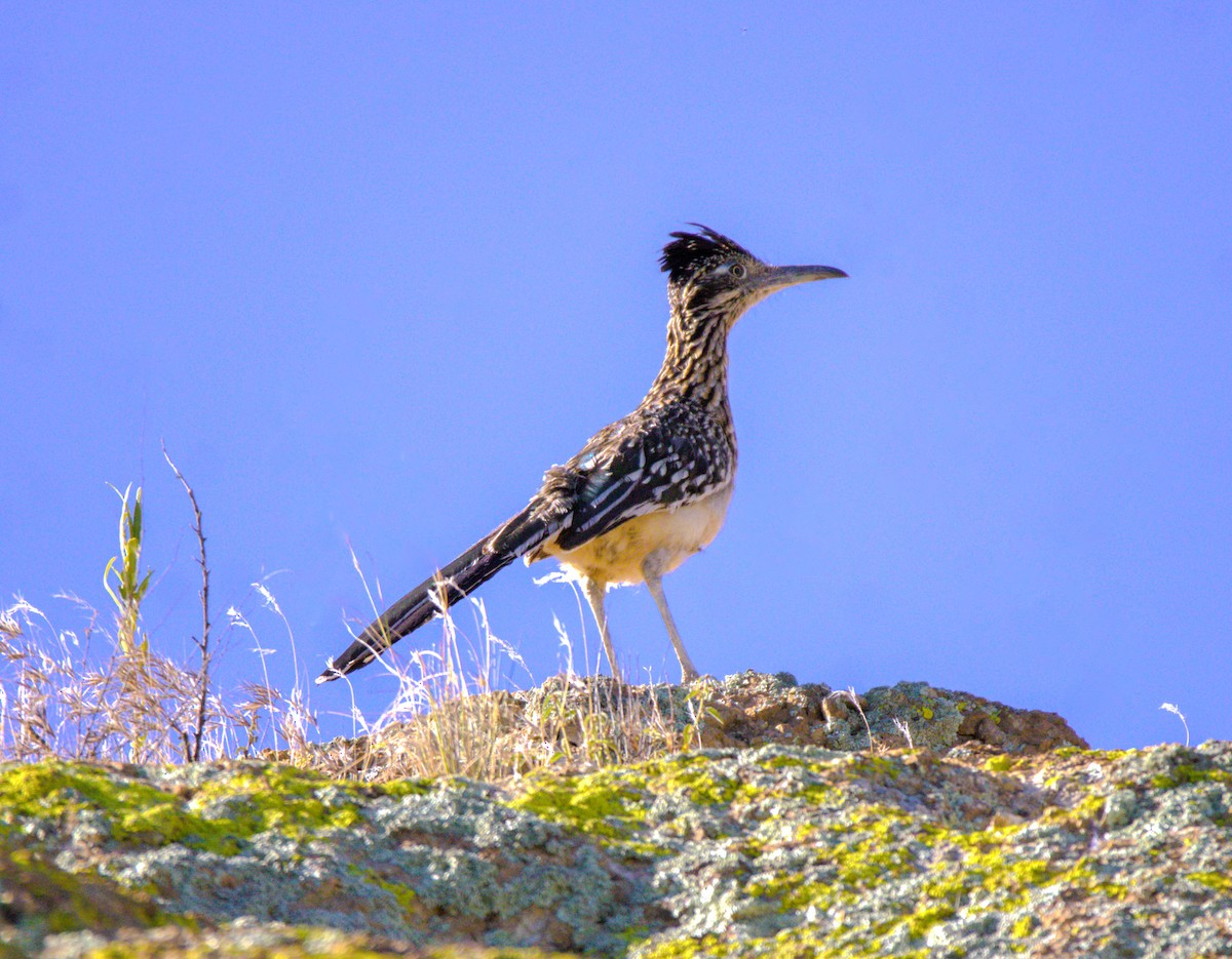 Greater Roadrunner - Don Carney