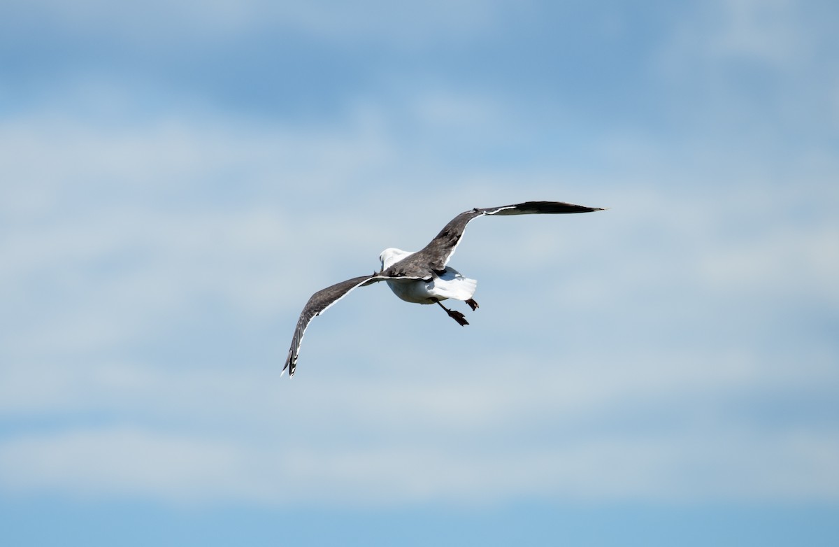 Great Black-backed Gull - ML619883344