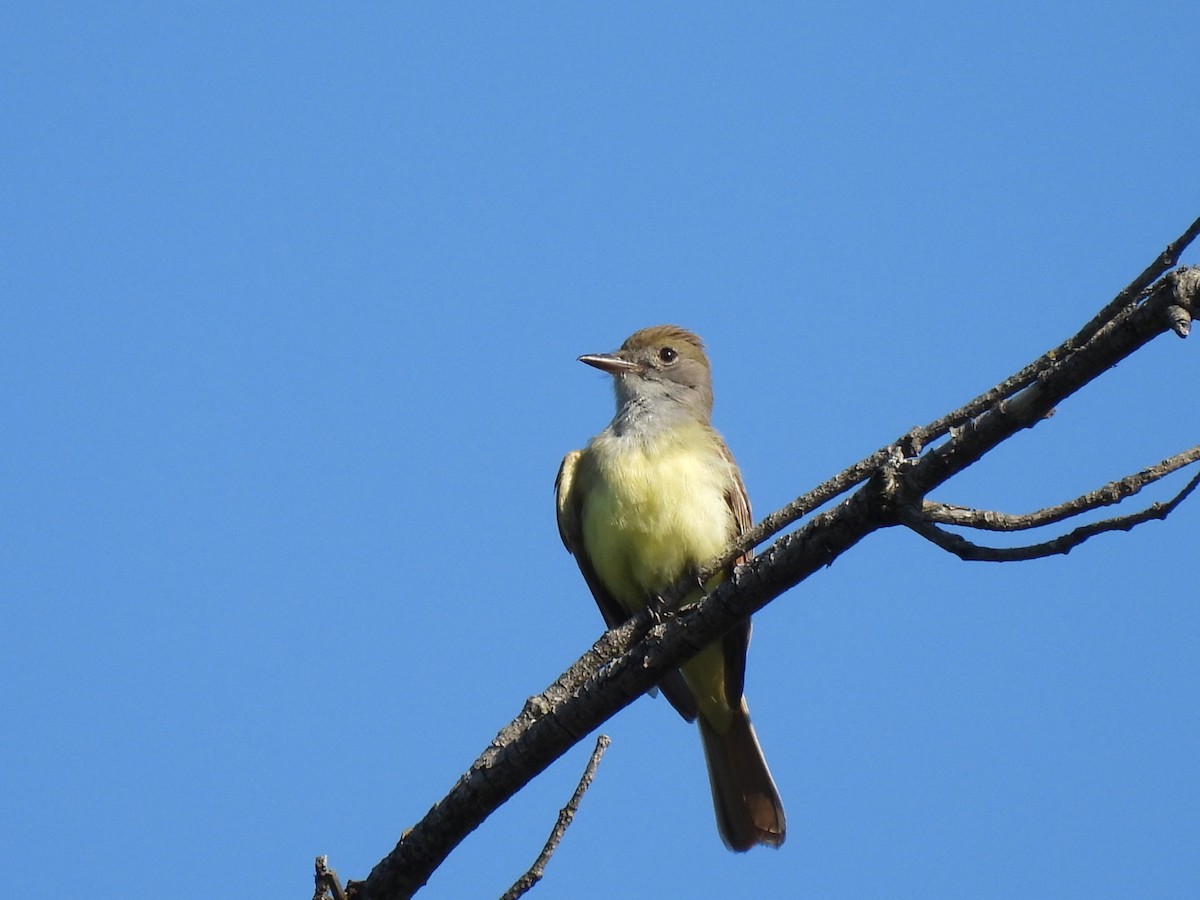 Great Crested Flycatcher - ML619883349