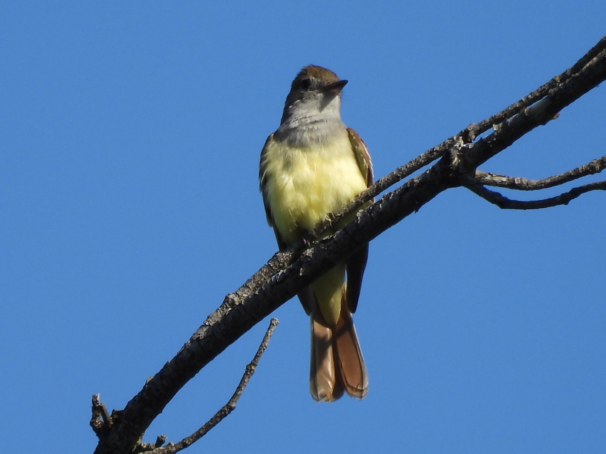 Great Crested Flycatcher - ML619883350