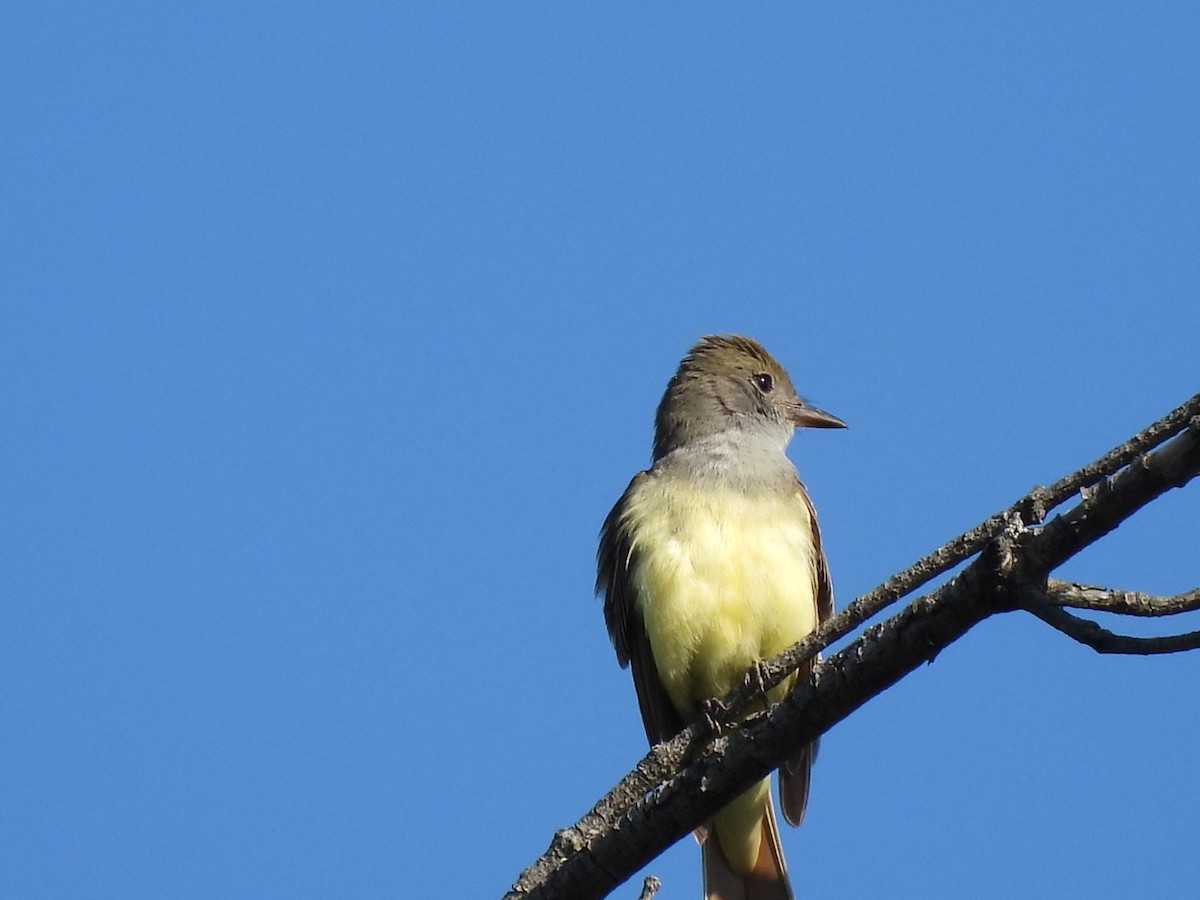 Great Crested Flycatcher - ML619883351