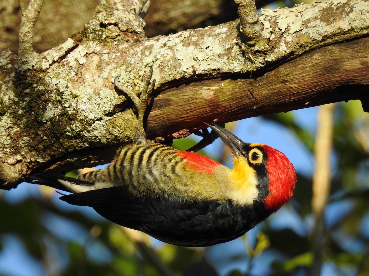 Yellow-fronted Woodpecker - ML619883352