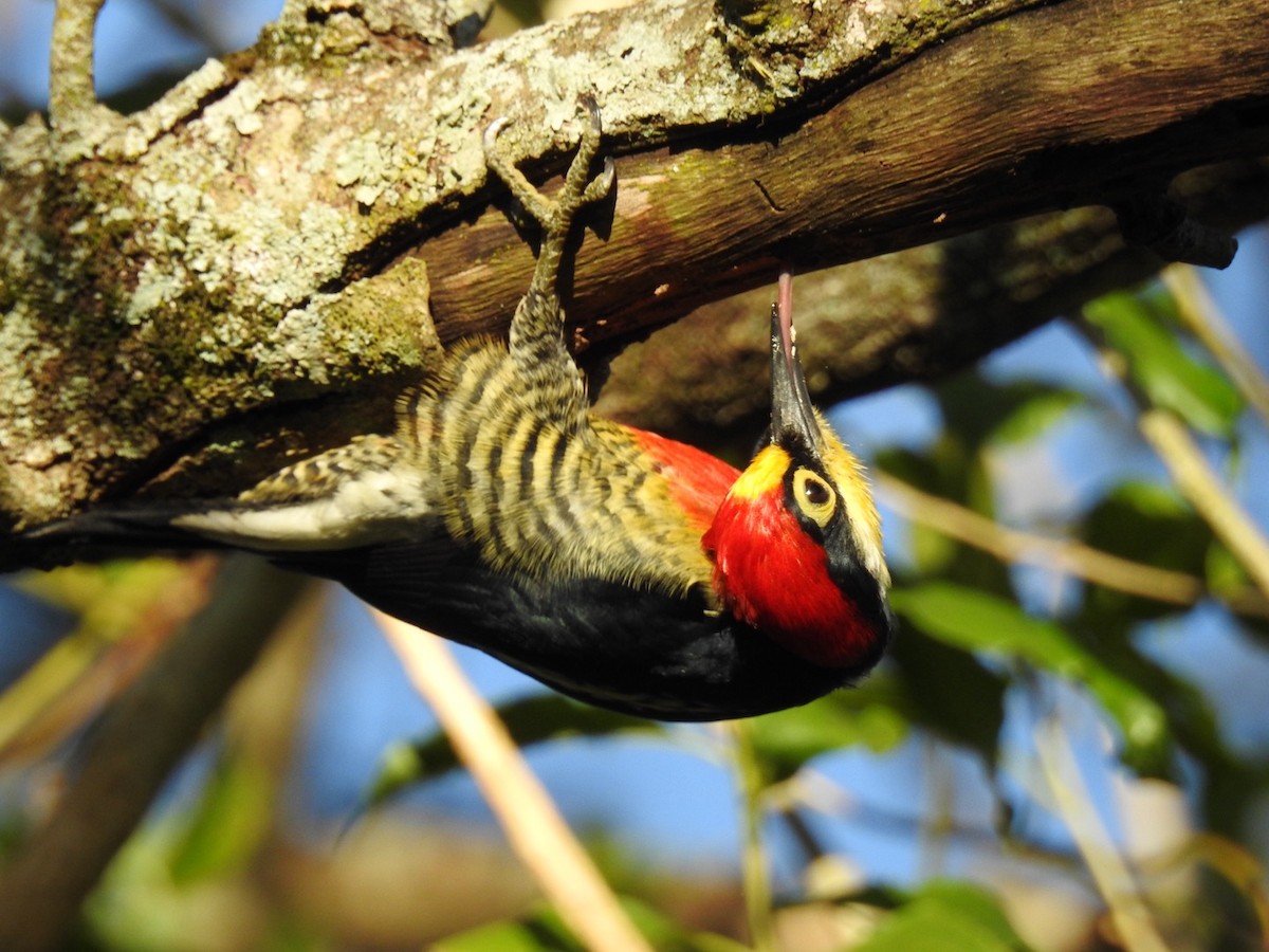 Yellow-fronted Woodpecker - ML619883353