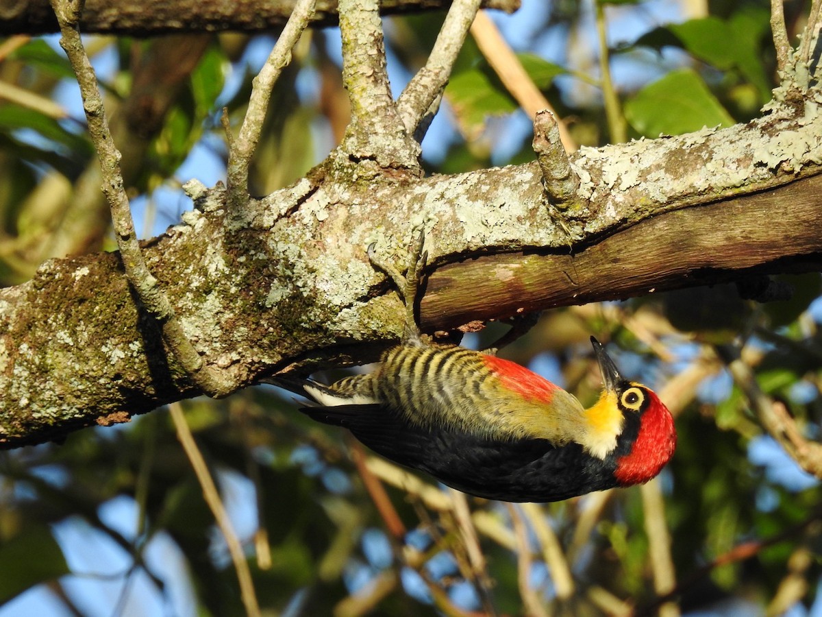 Yellow-fronted Woodpecker - ML619883354