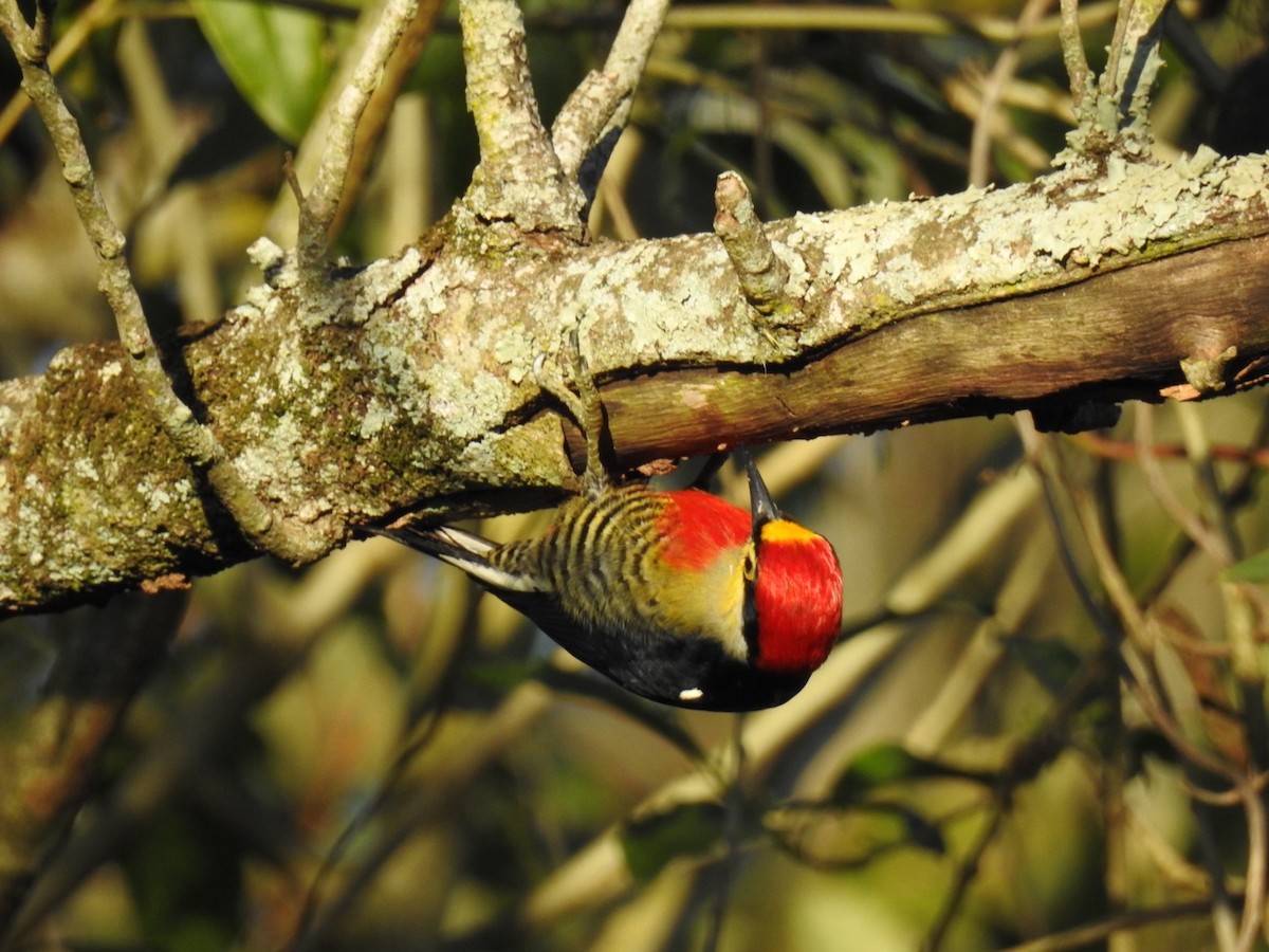 Yellow-fronted Woodpecker - ML619883355