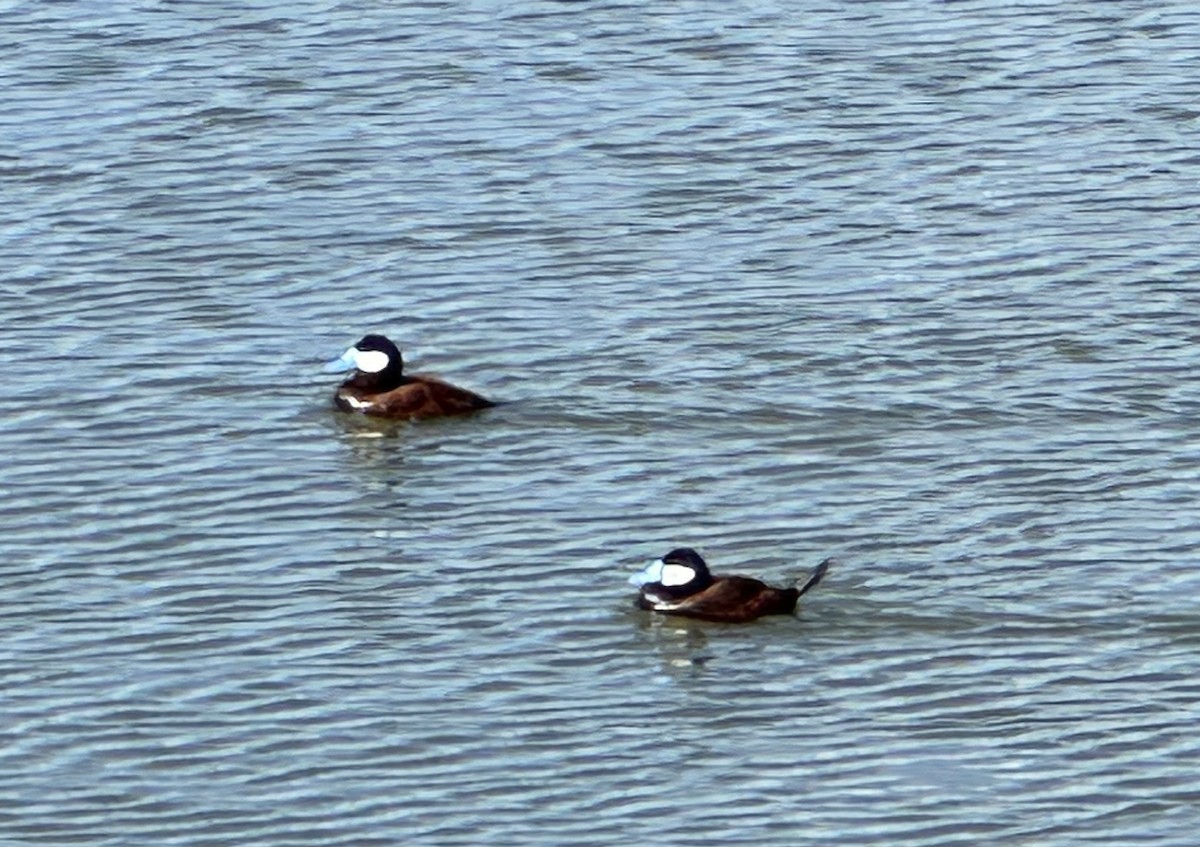 Érismature rousse - ML619883370