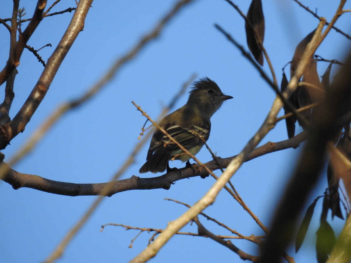 Southern Scrub-Flycatcher - ML619883371