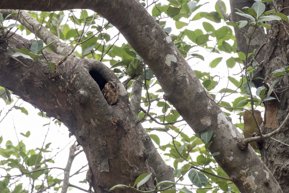 Indian Scops-Owl - ML619883386