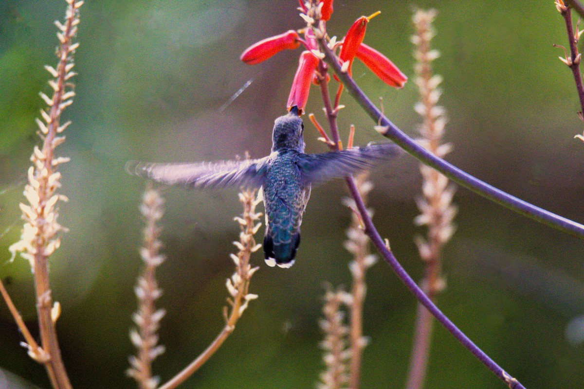 hummingbird sp. - ML619883388