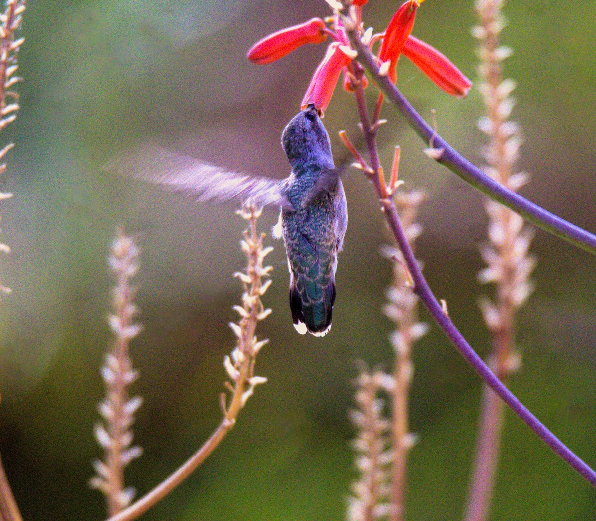 hummingbird sp. - ML619883389