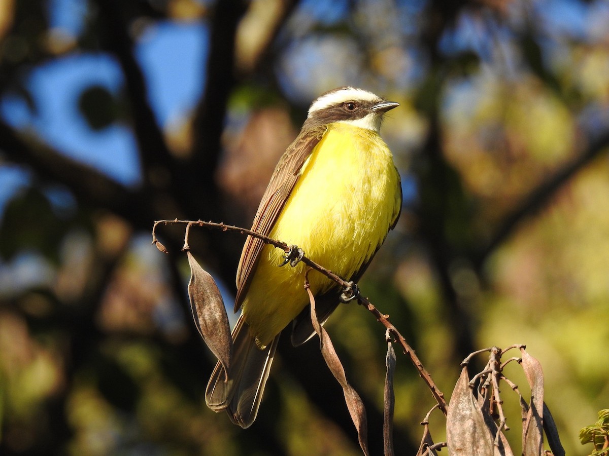 Rusty-margined Flycatcher - ML619883390