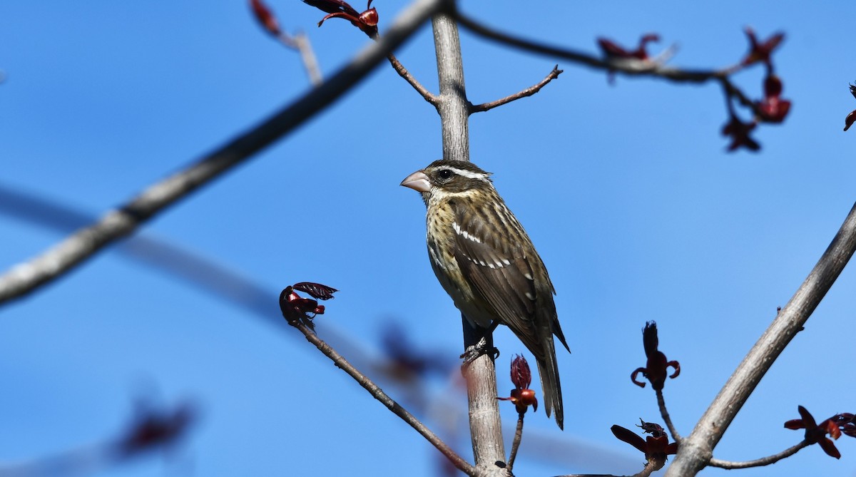 Rose-breasted Grosbeak - ML619883391