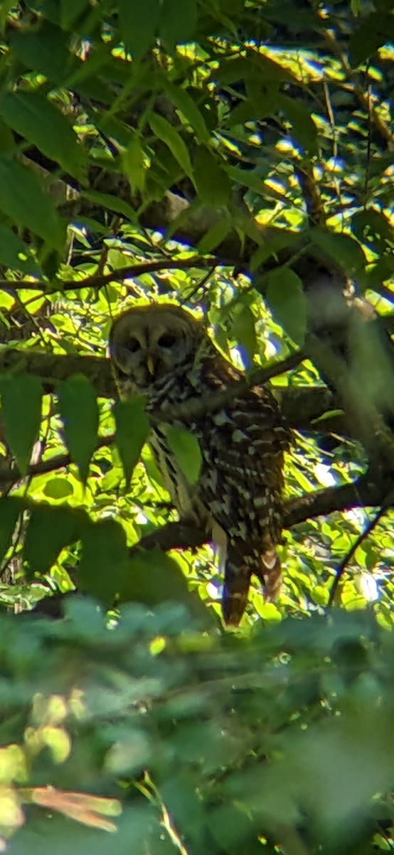 Barred Owl - ML619883393