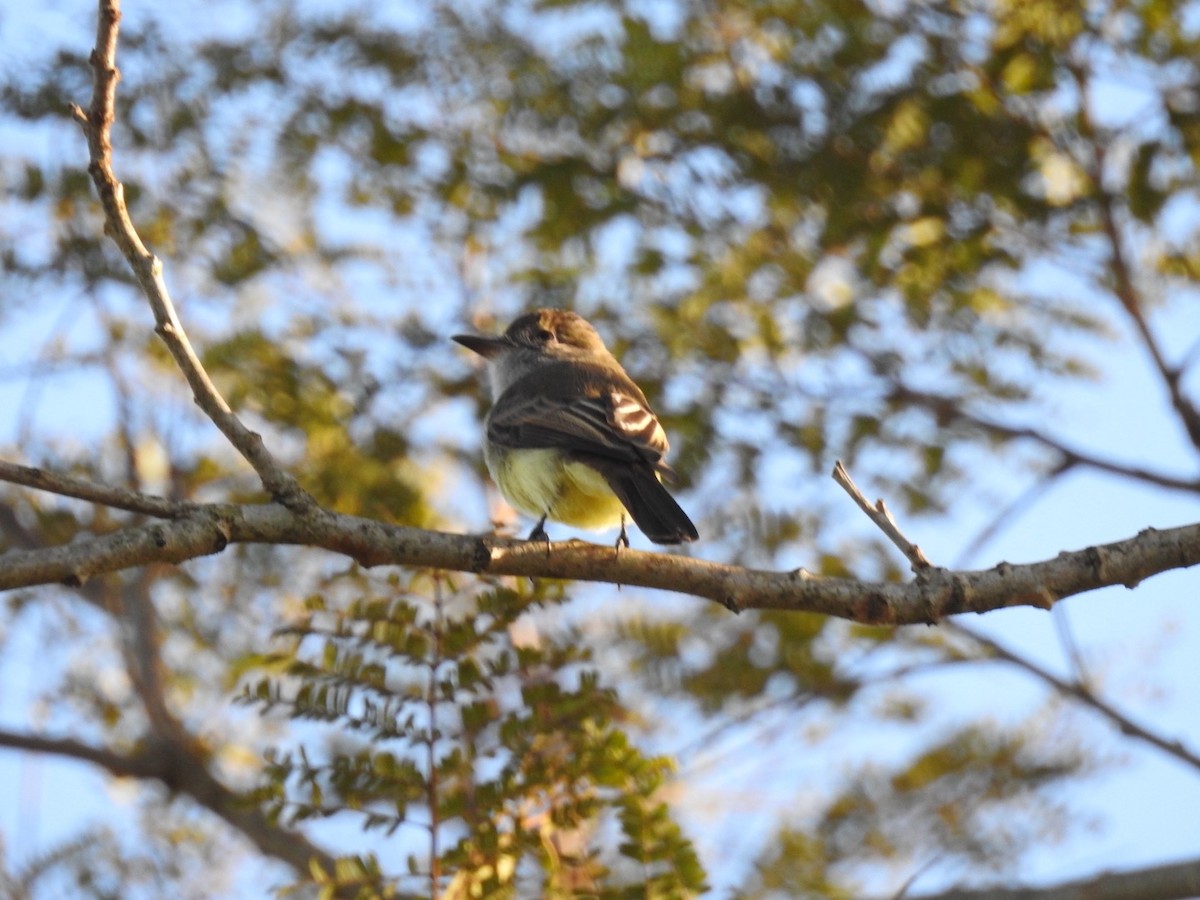 Short-crested Flycatcher - ML619883394