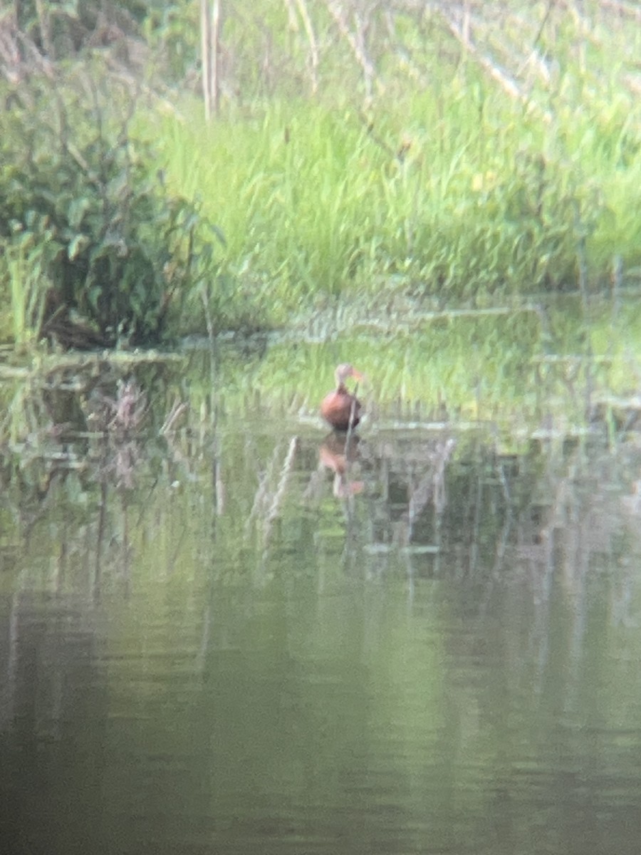 Black-bellied Whistling-Duck - ML619883395