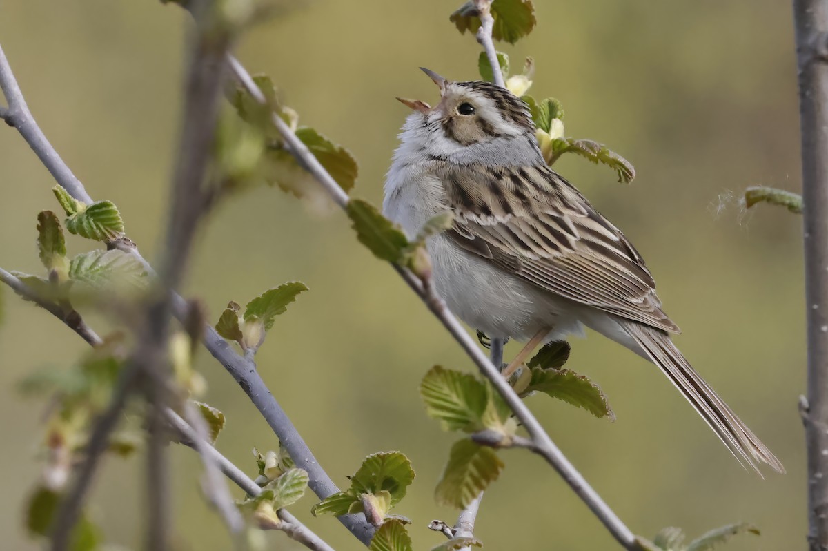 Clay-colored Sparrow - ML619883401