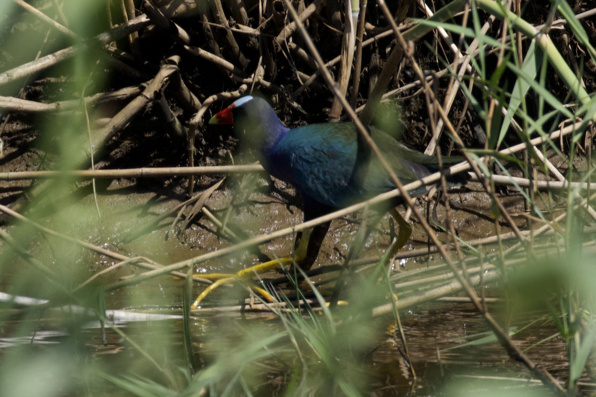 Purple Gallinule - ML619883421