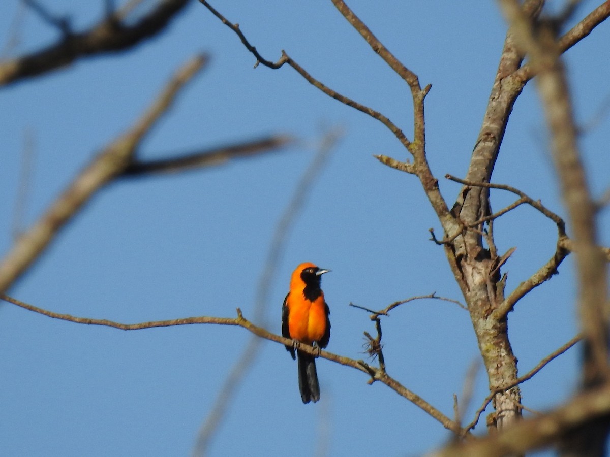 Orange-backed Troupial - ML619883426