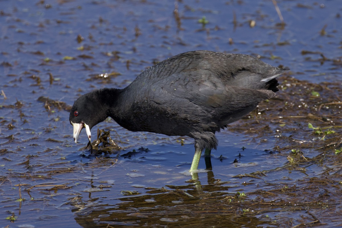 American Coot - ML619883428