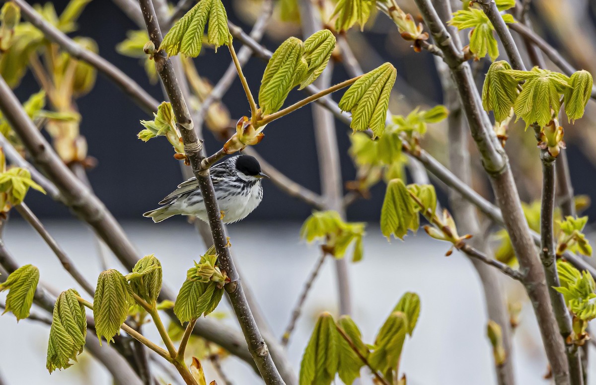 Paruline rayée - ML619883432