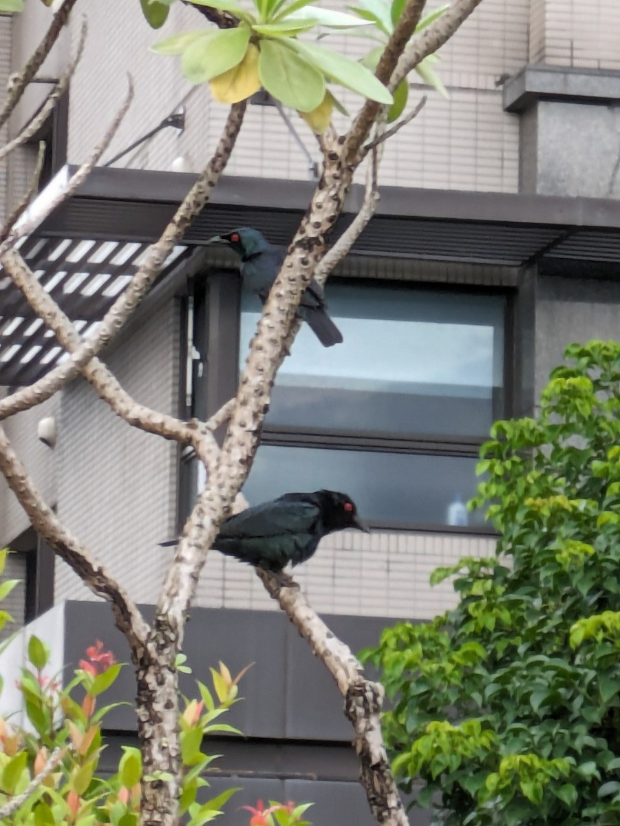 Asian Glossy Starling - ML619883434