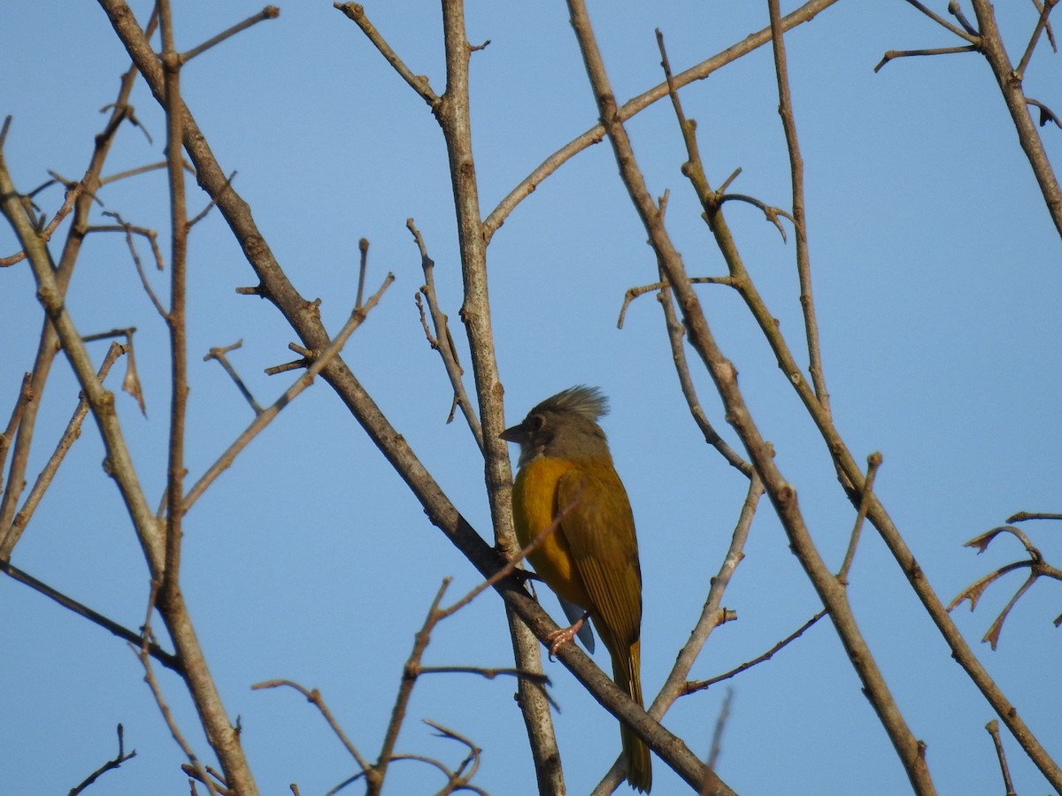 Sayaca Tanager - ML619883440