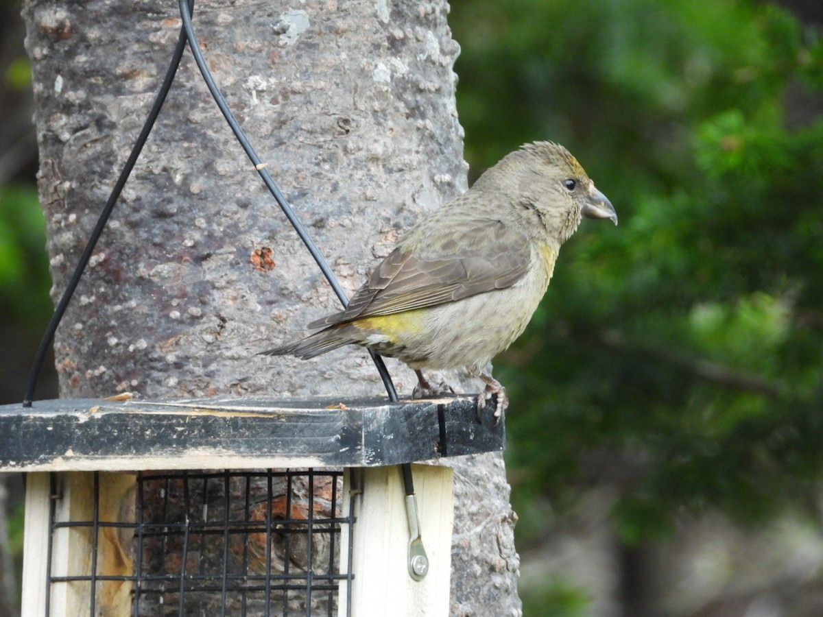 Red Crossbill - ML619883444