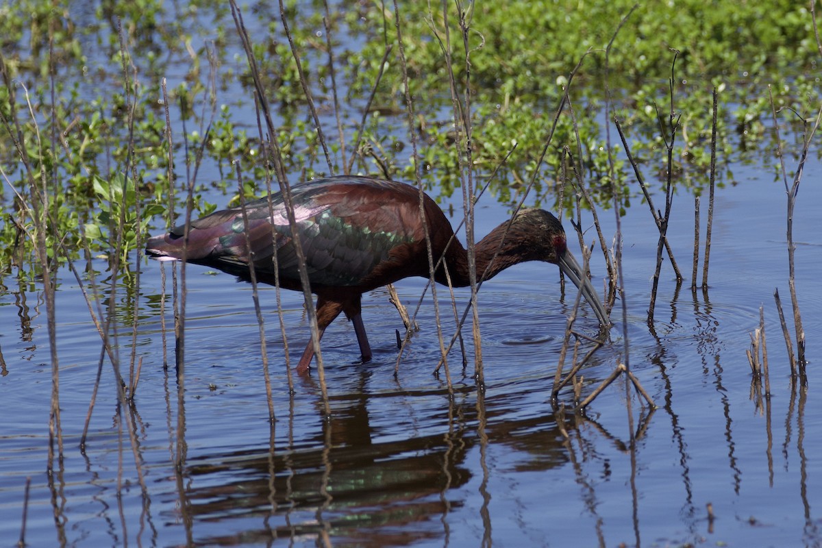 White-faced Ibis - ML619883452