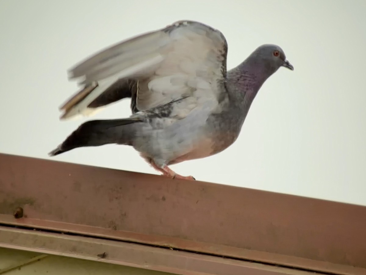 Rock Pigeon (Feral Pigeon) - ML619883454