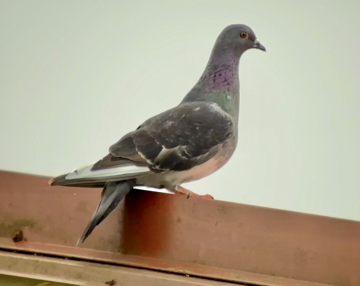 Rock Pigeon (Feral Pigeon) - ML619883455