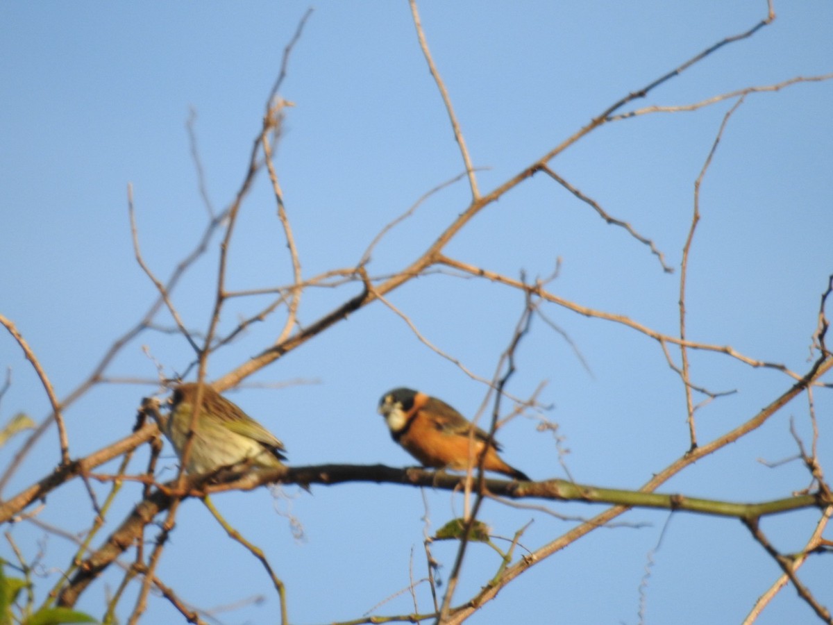 Rusty-collared Seedeater - ML619883456