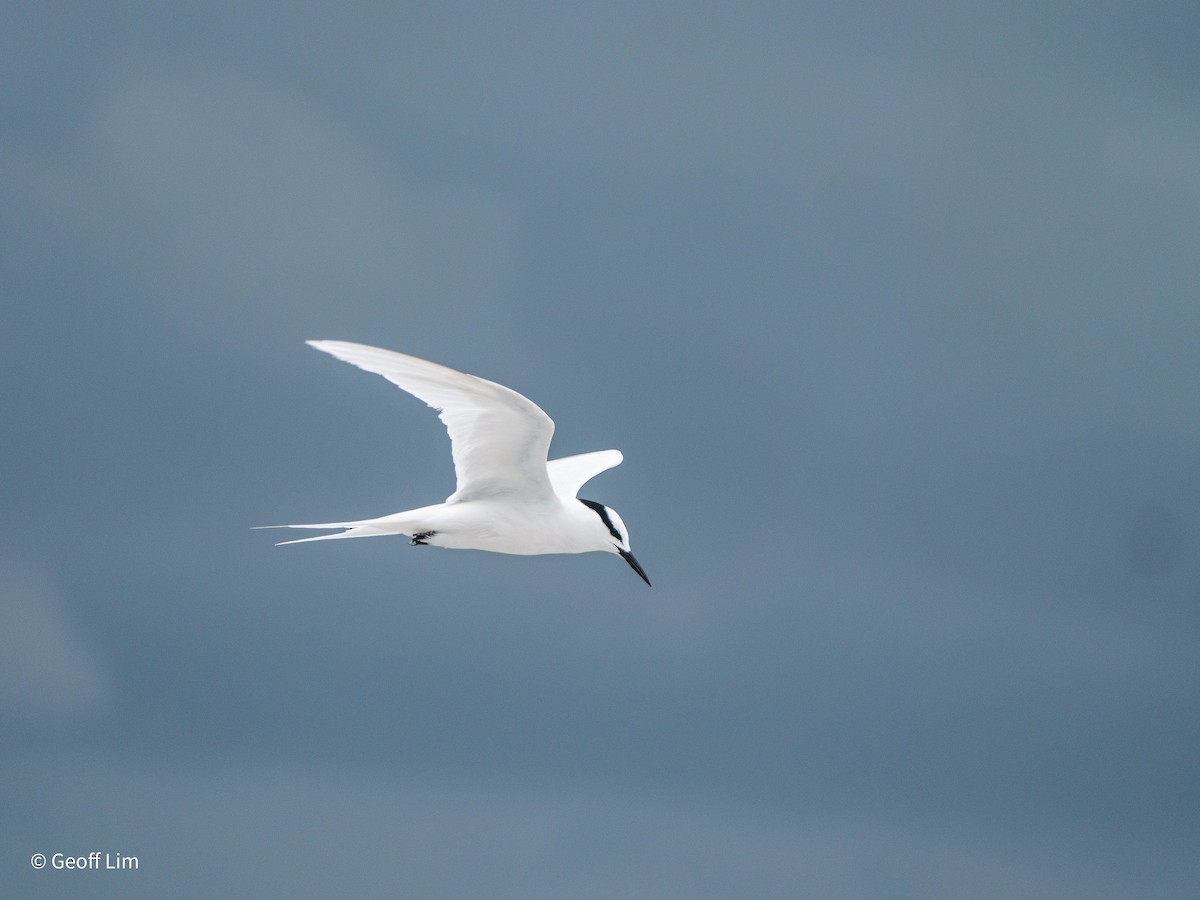 Black-naped Tern - ML619883462