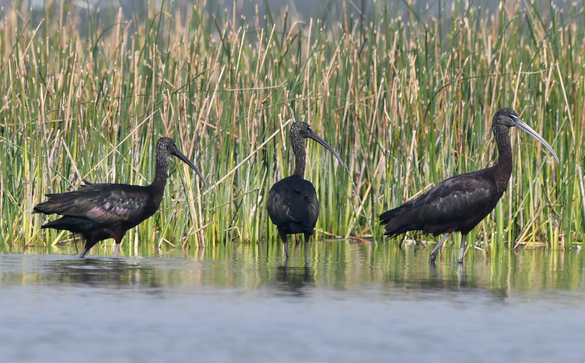 Glossy Ibis - ML619883465