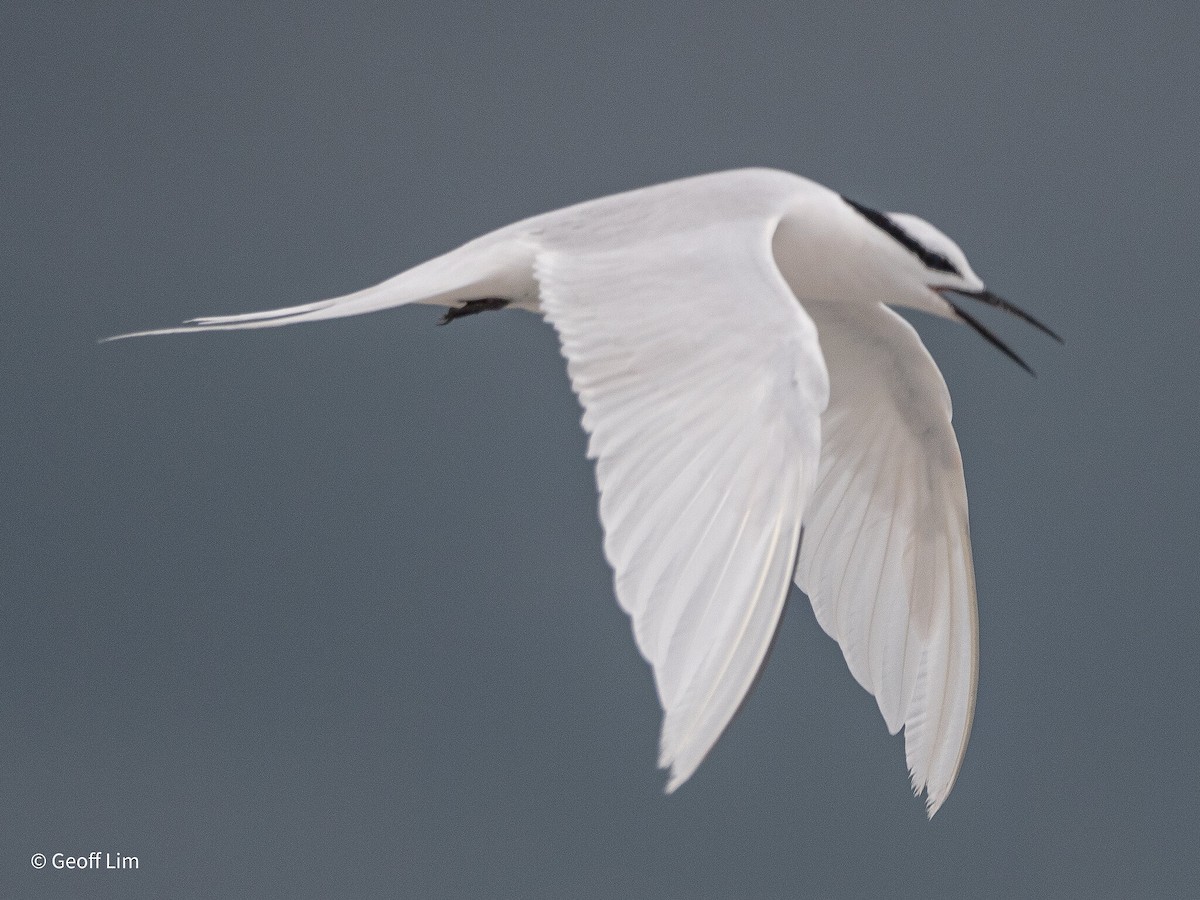 Black-naped Tern - ML619883475