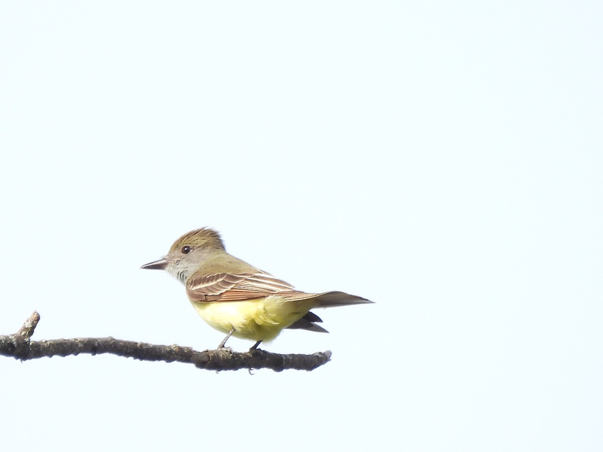 Great Crested Flycatcher - ML619883478