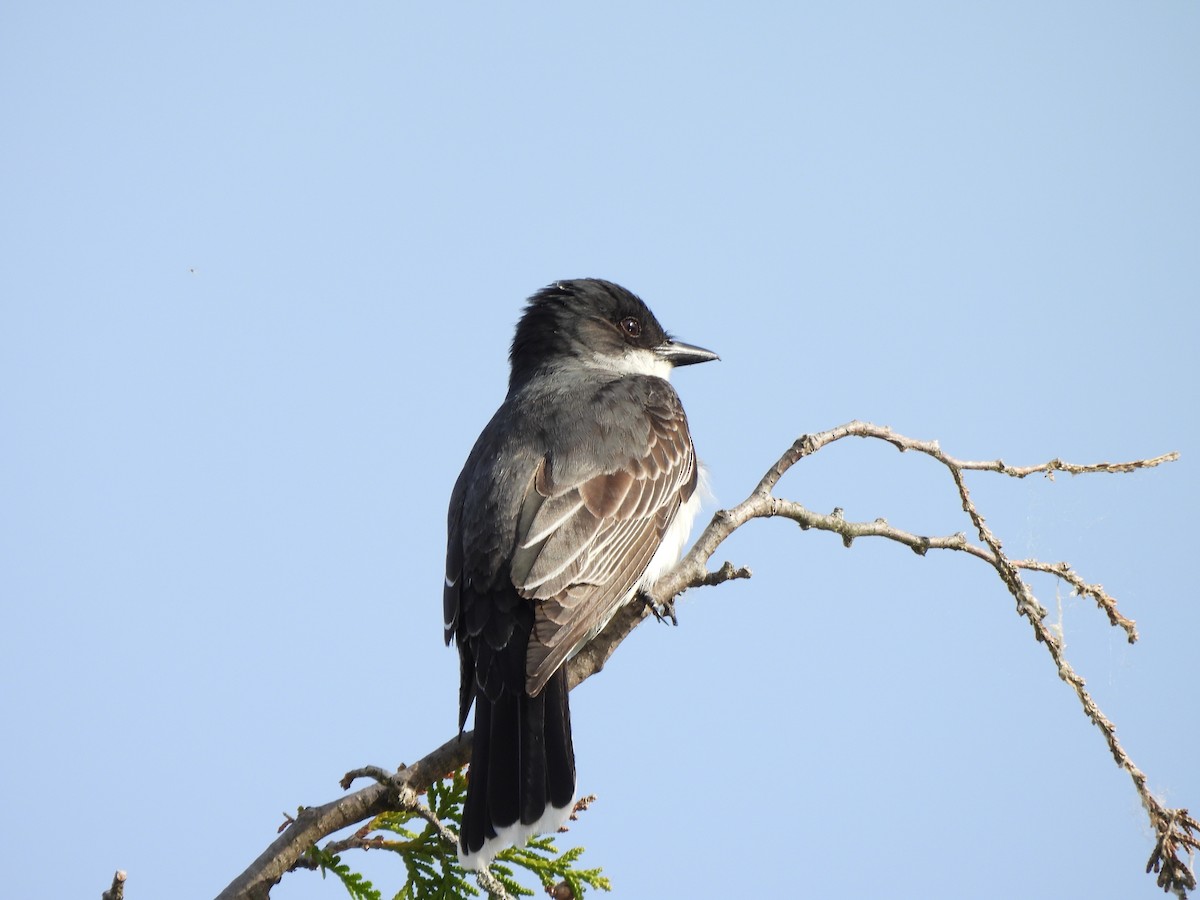 Eastern Kingbird - ML619883488