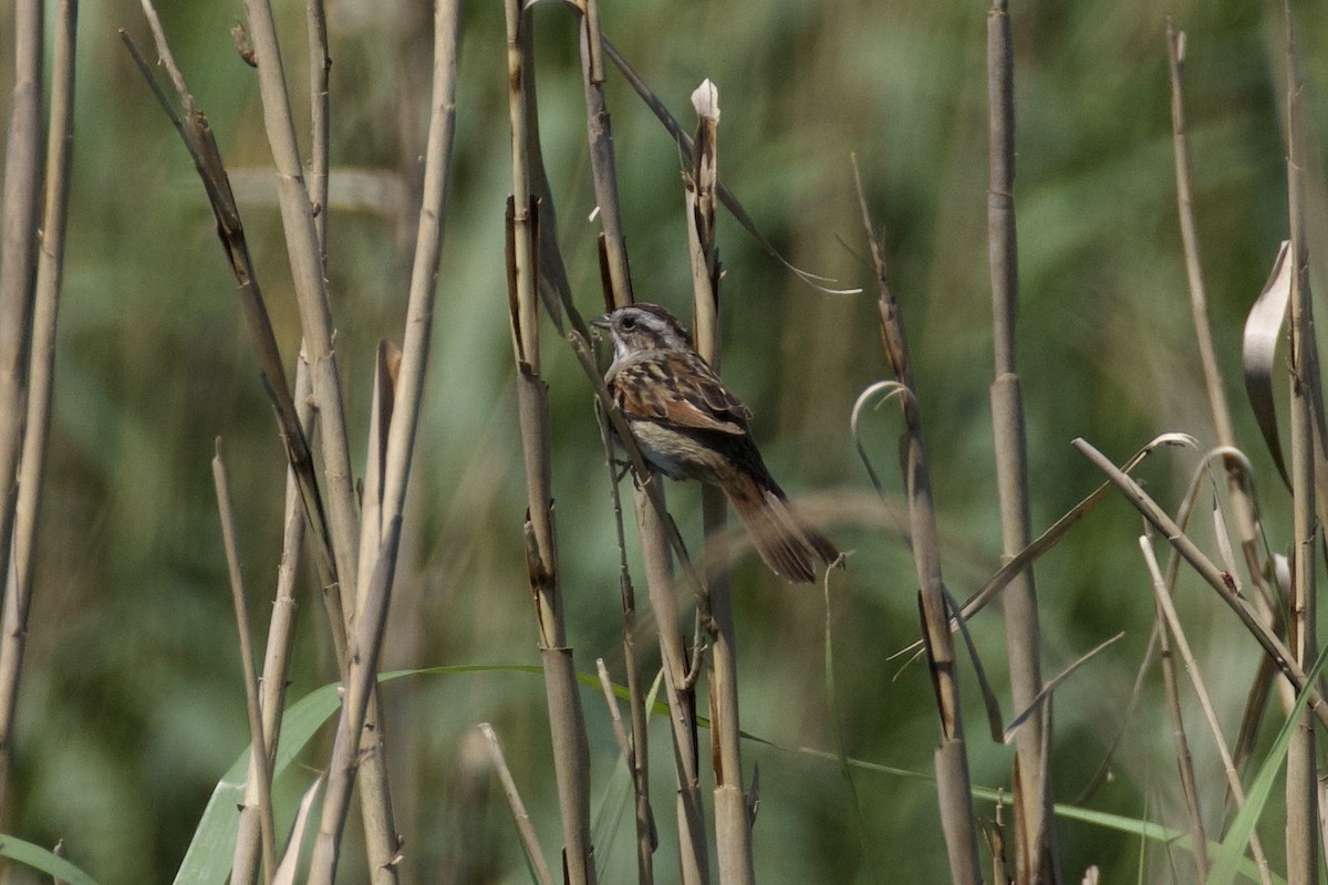 Swamp Sparrow - ML619883511