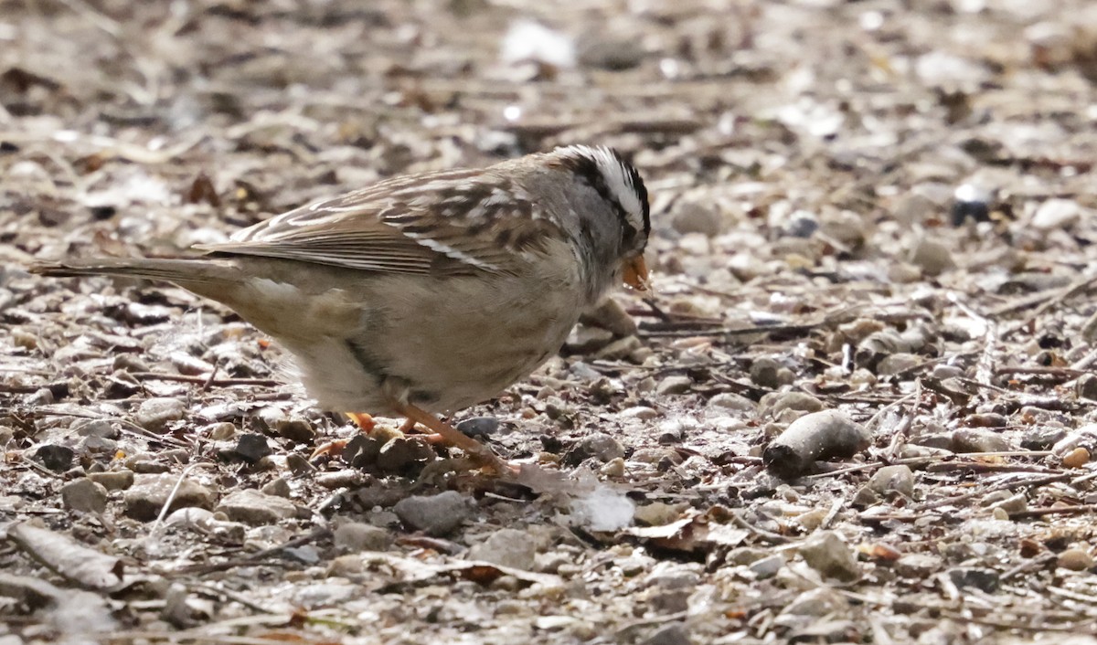 White-crowned Sparrow - ML619883518