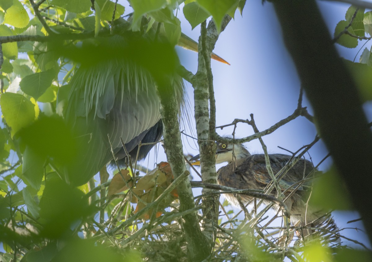 Great Blue Heron - ML619883525